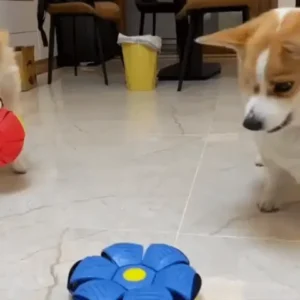 Inicio pelota voladora de juguete para perros