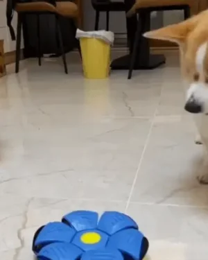 Inicio pelota voladora de juguete para perros