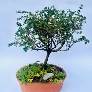 Inicio bonsai de serissa foetida