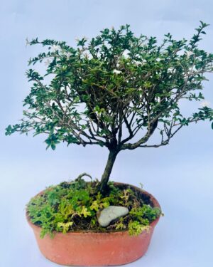 Inicio bonsai de serissa foetida