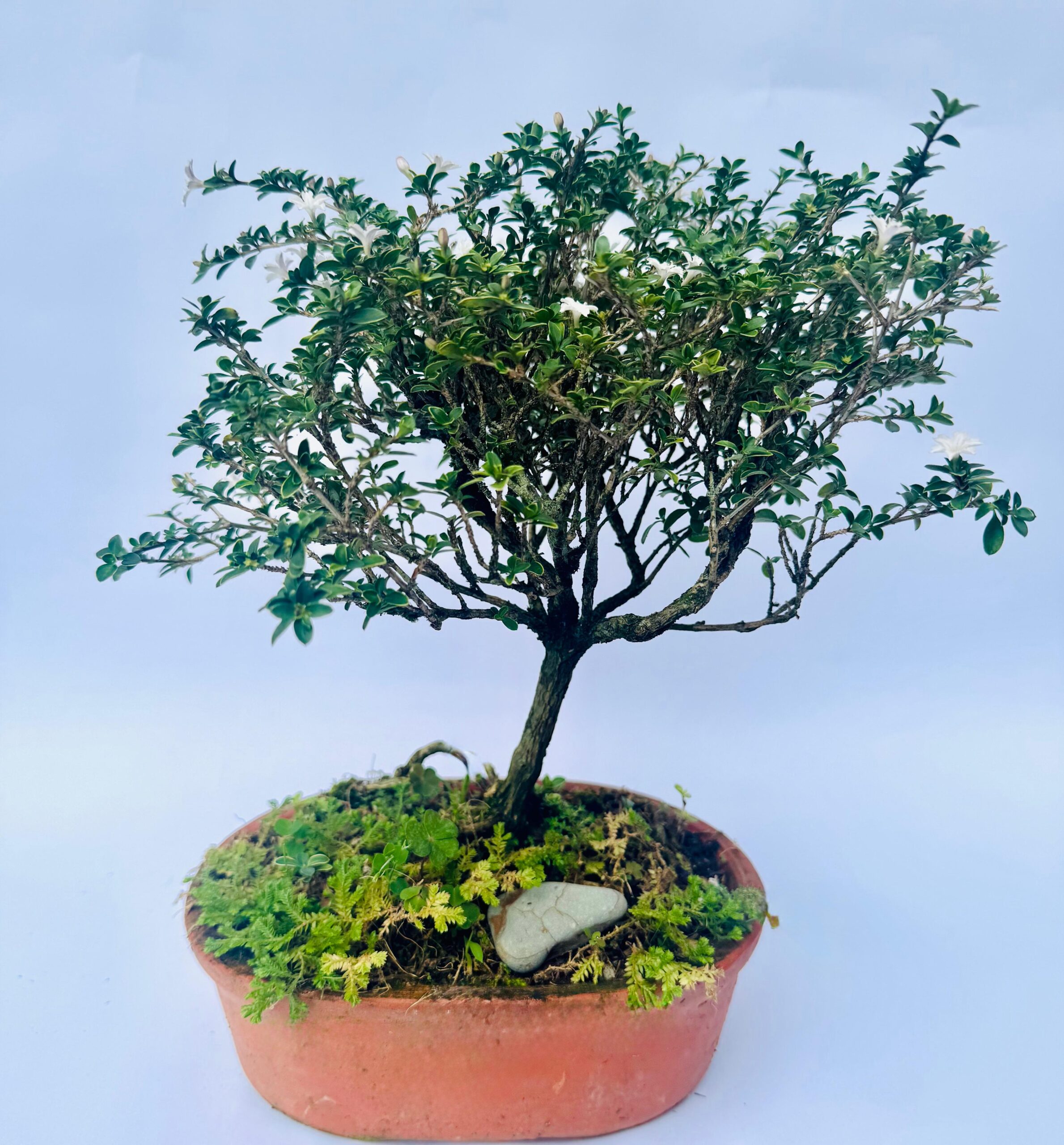bonsai de serissa foetida bonsai de serissa foetida