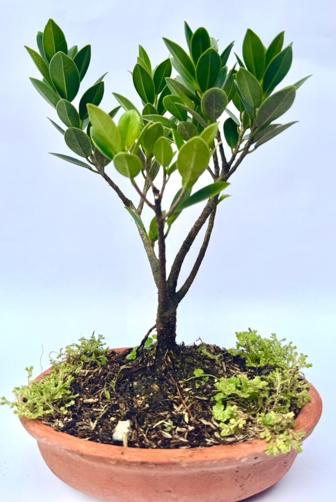bonsái de árbol de caucho