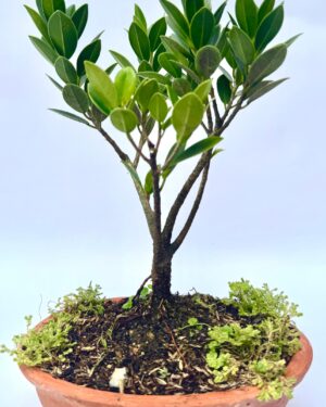 Inicio bonsái de árbol de caucho