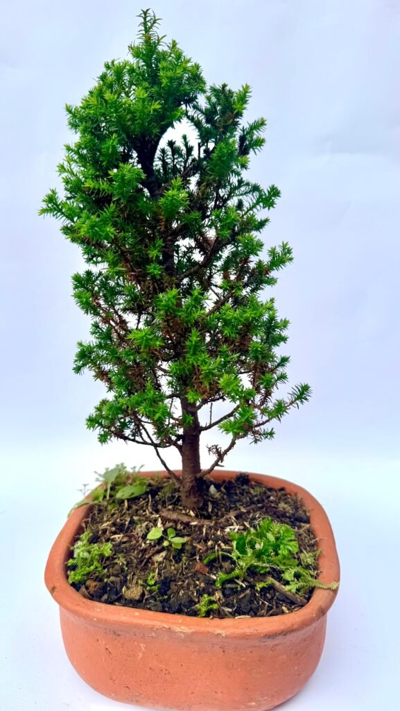 bonsai de juniperus