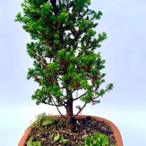 Inicio bonsai de juniperus