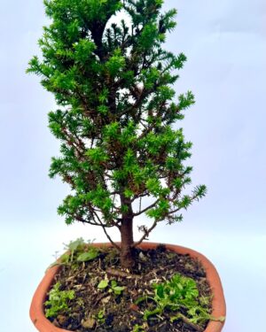 Inicio bonsai de juniperus