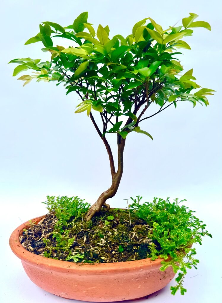 bonsái de guayabo jaboticaba