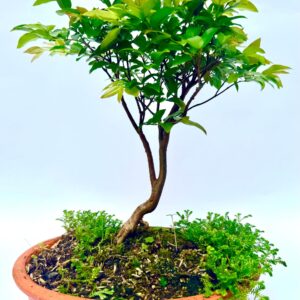 Inicio bonsái de guayabo jaboticaba