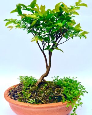 Inicio bonsái de guayabo jaboticaba