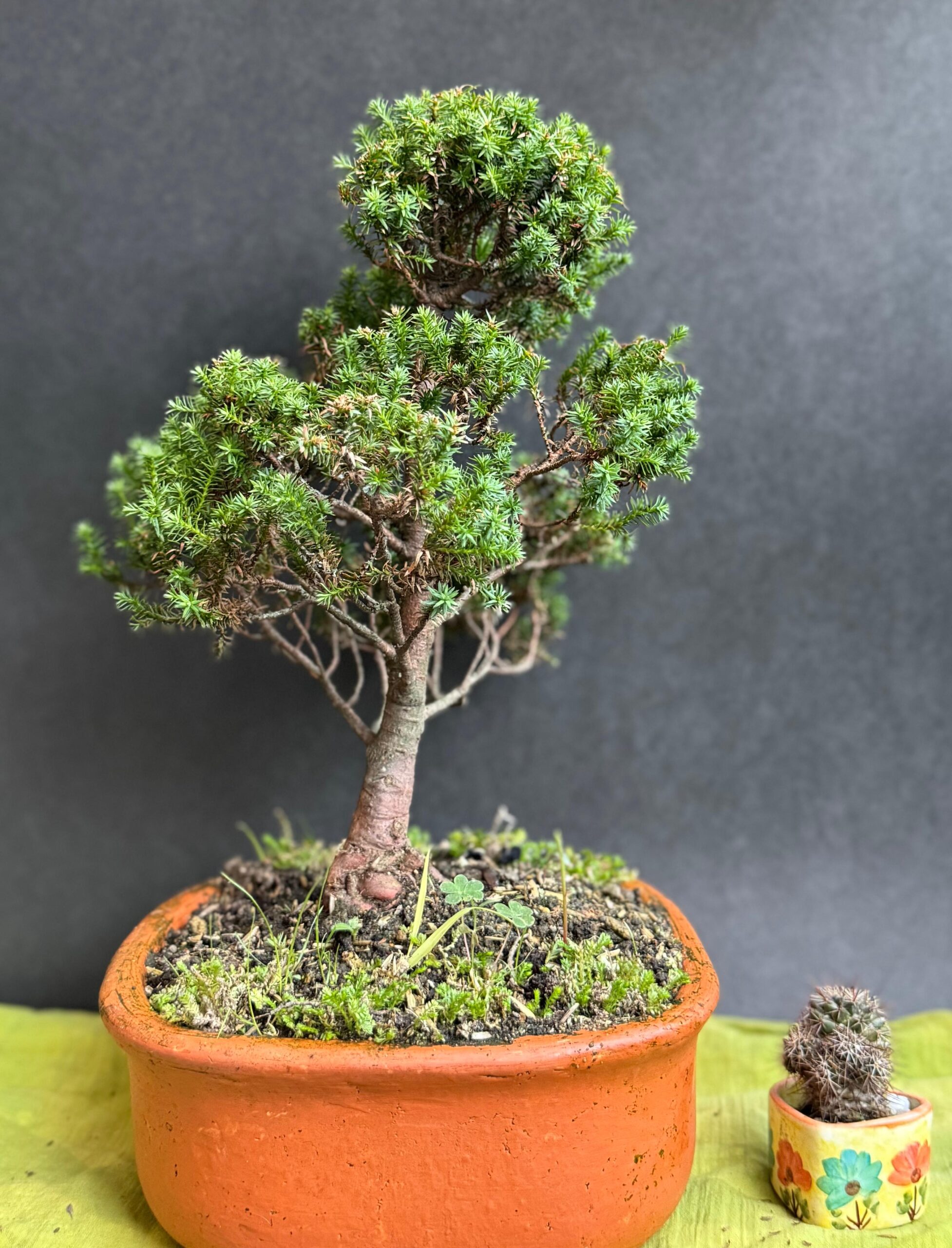 bonsai de juniperus bonsai de juniperus