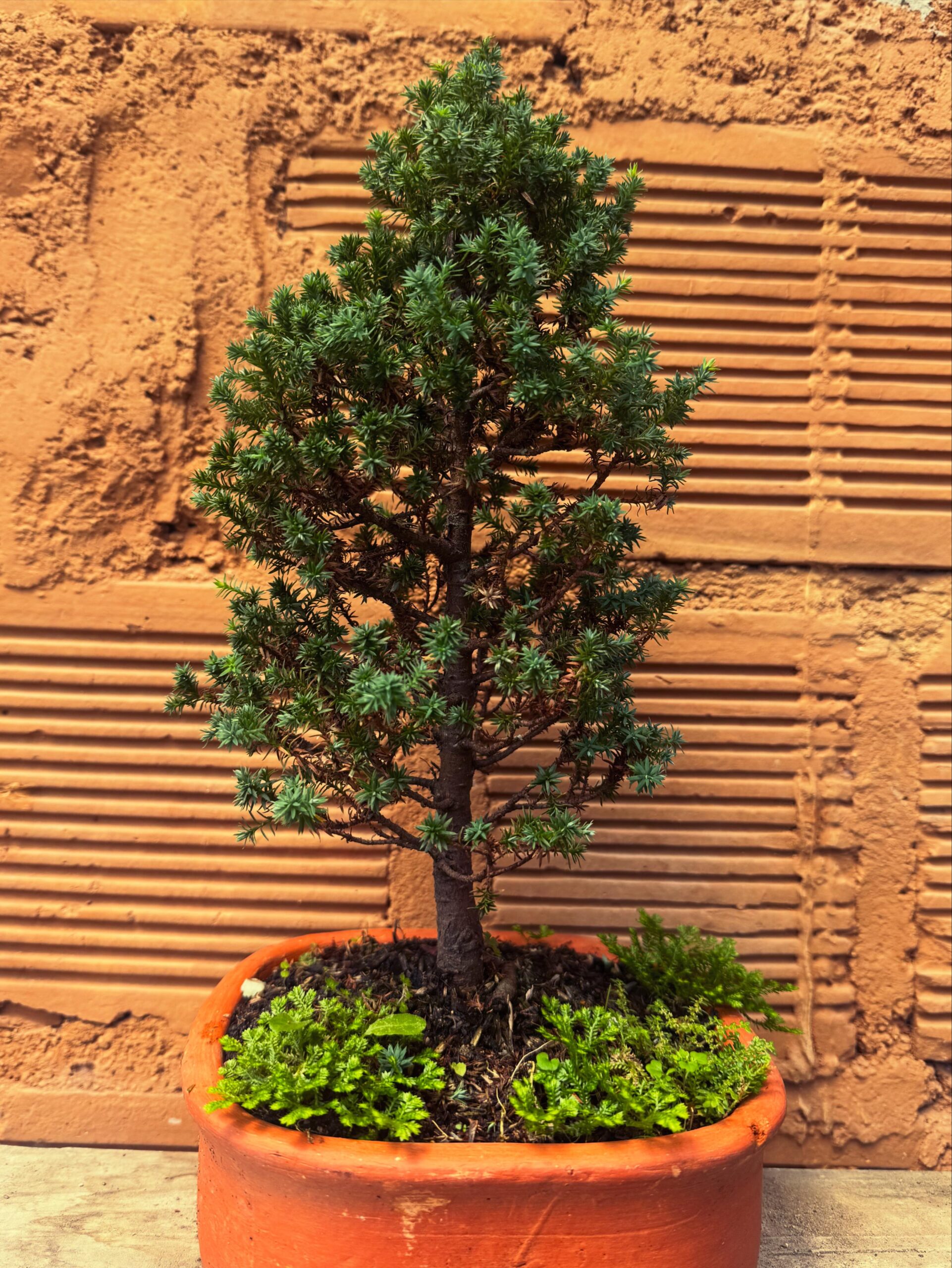 bonsai de juniperus bonsai de juniperus