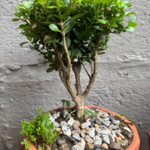 Inicio bonsái de guayabo jaboticaba