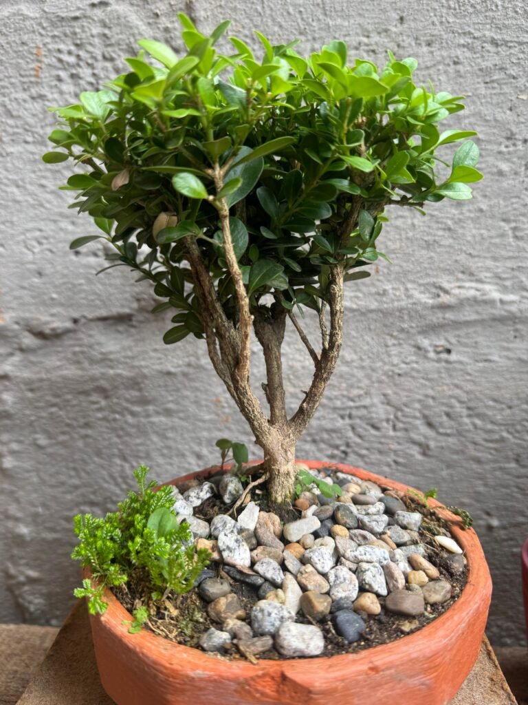 bonsái de guayabo jaboticaba
