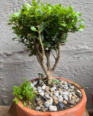 Inicio bonsái de guayabo jaboticaba