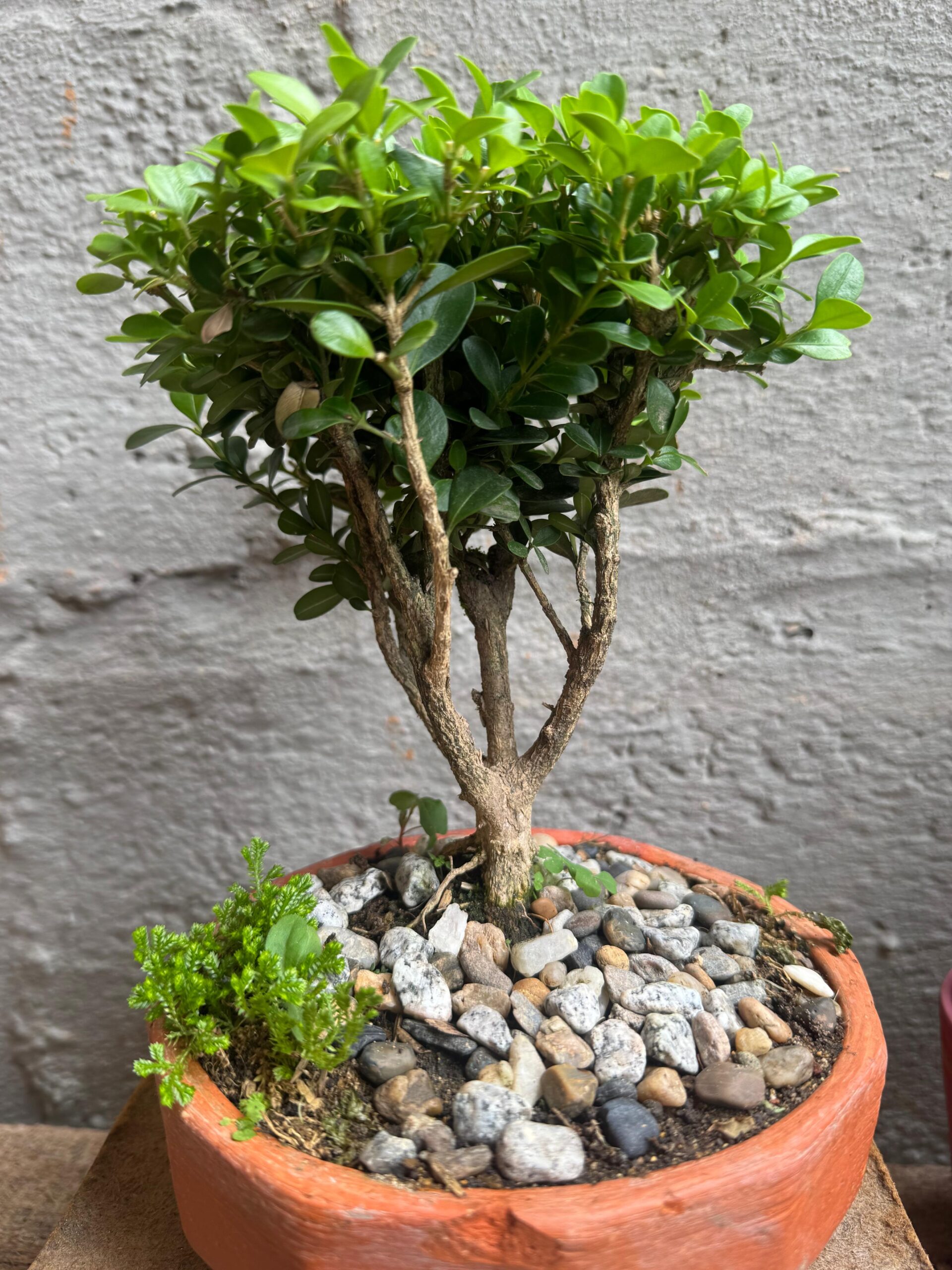 bonsái de guayabo jaboticaba bonsái de guayabo jaboticaba