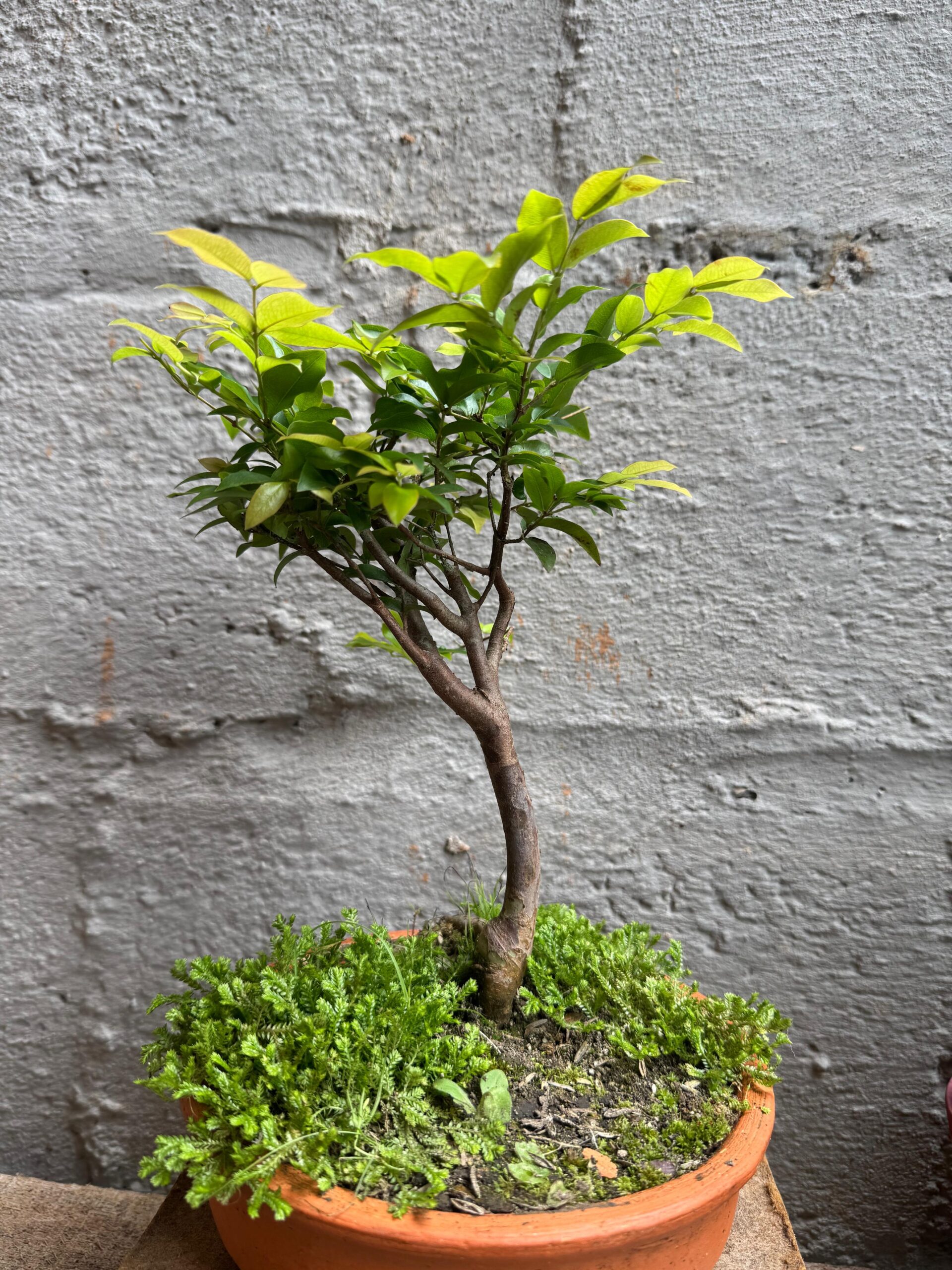 bonsái de guayabo jaboticaba bonsái de guayabo jaboticaba
