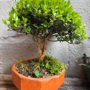 Inicio bonsái boj chino de colección 12 años