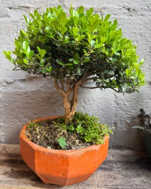 Inicio bonsái boj chino de colección 12 años