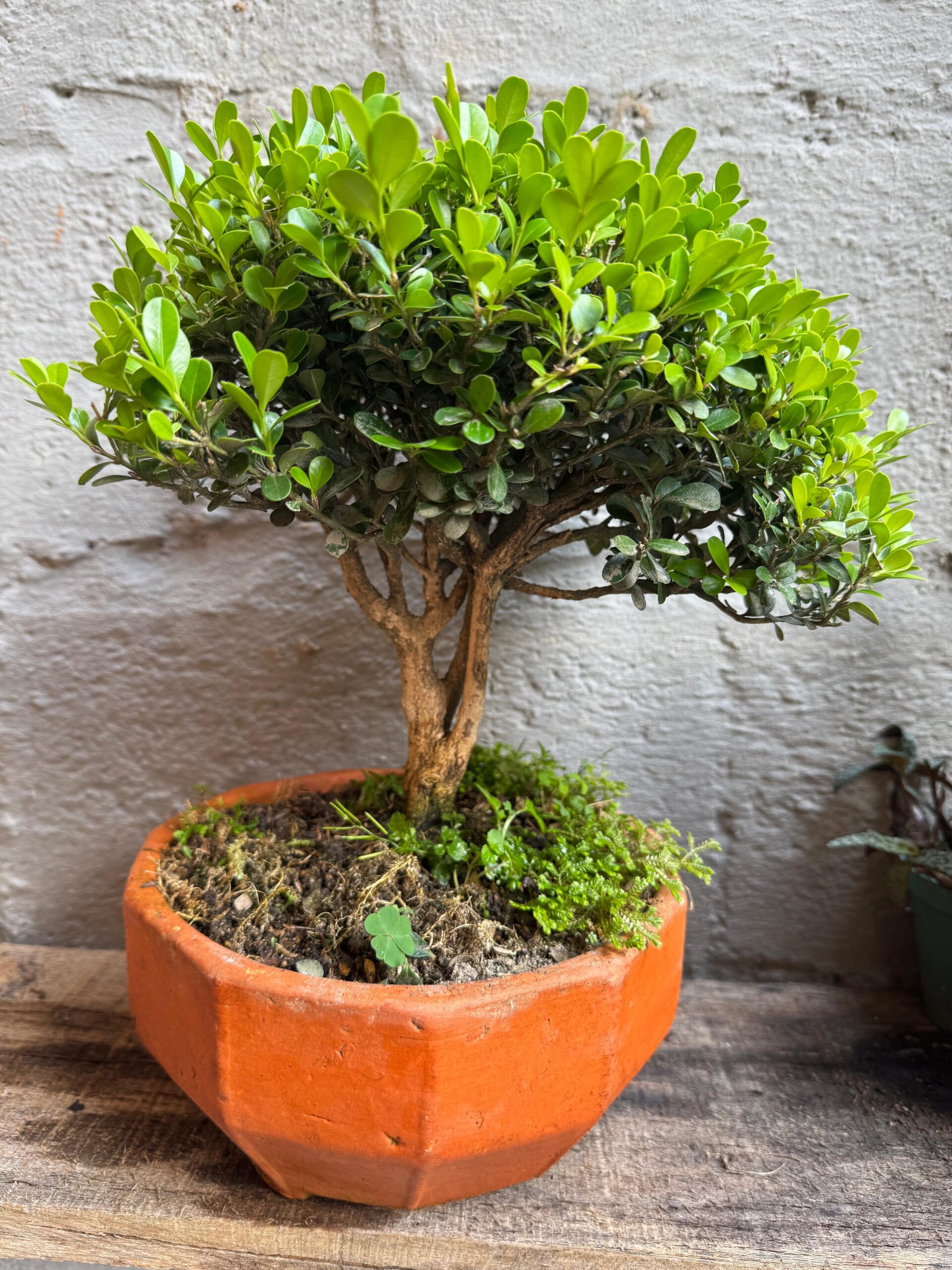 bonsái boj chino de colección 12 años bonsái boj chino de colección 12 años