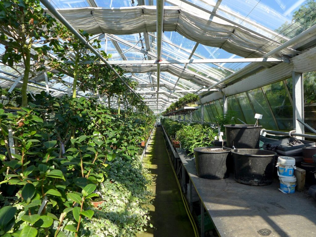 Inicio greenhouse, plants, pots, nature, nursery, botanical garden