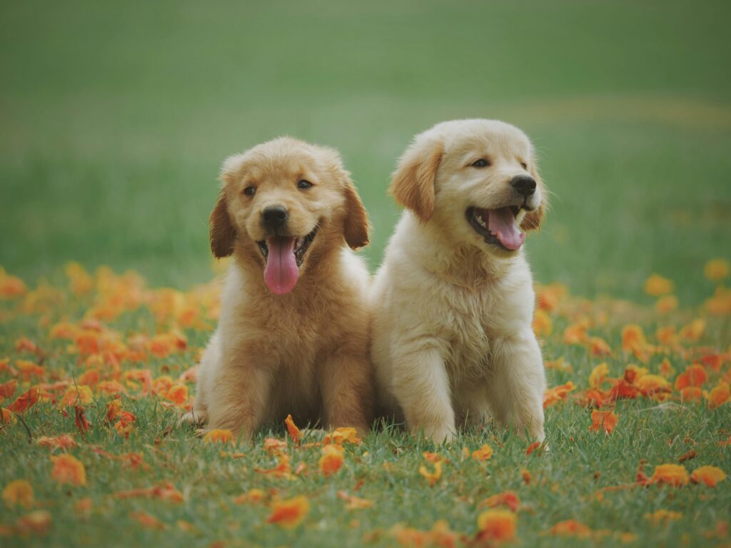 Inicio Adorable golden retriever puppies sitting in a field of flowers, enjoying a sunny day.